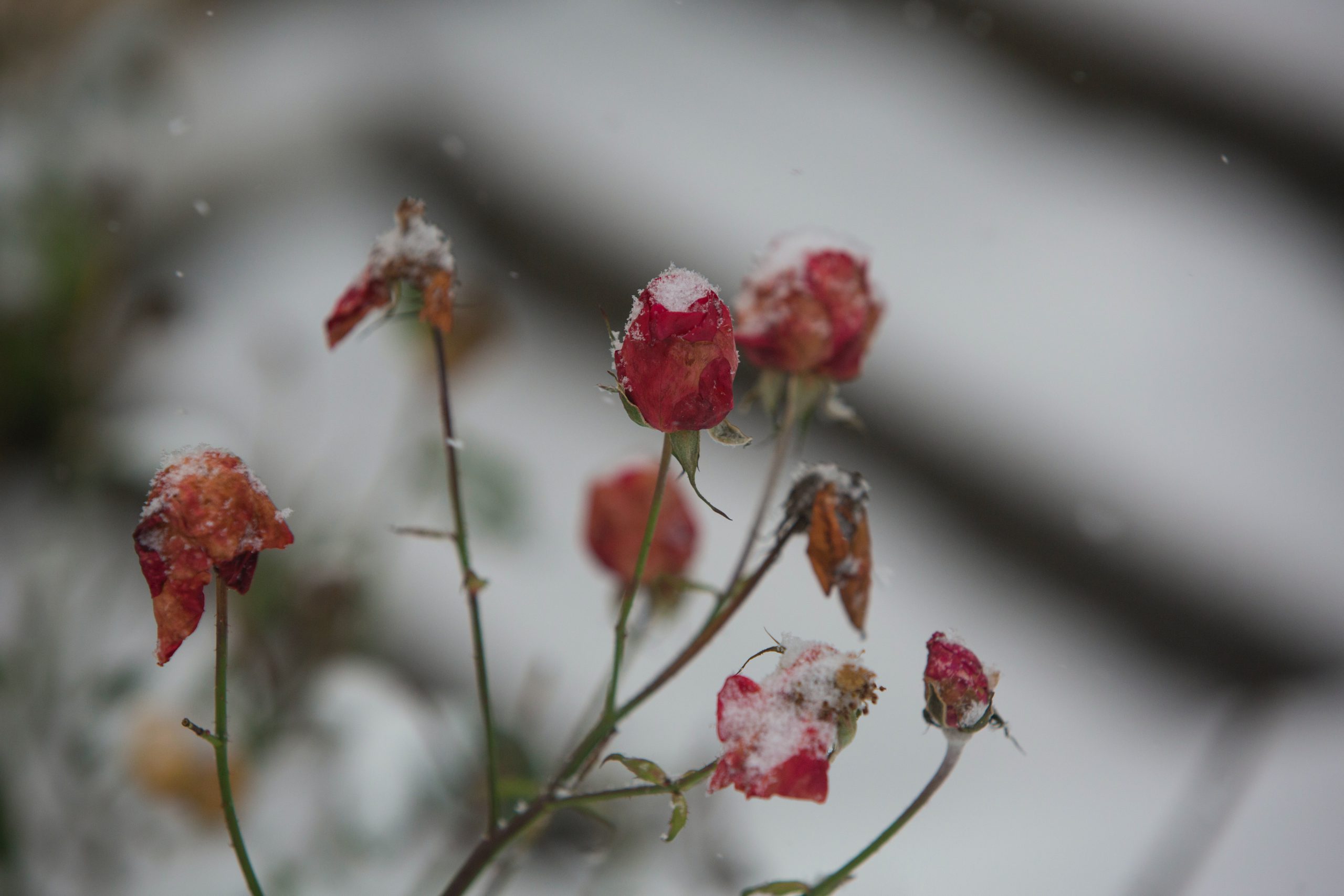 Zabezpieczona róża w ogrodzie w okresie zimowym